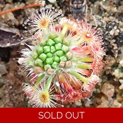 Drosera bindoon, 10+ gemmae